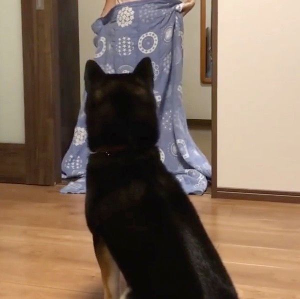 ドッキリを仕掛けられる柴犬
