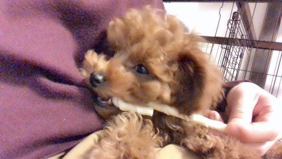 こむぎちゃん