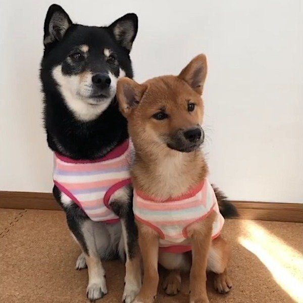 共同作業する柴犬