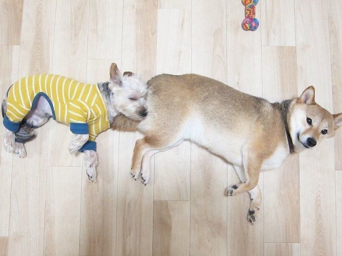 柴犬の尻尾で寝る犬