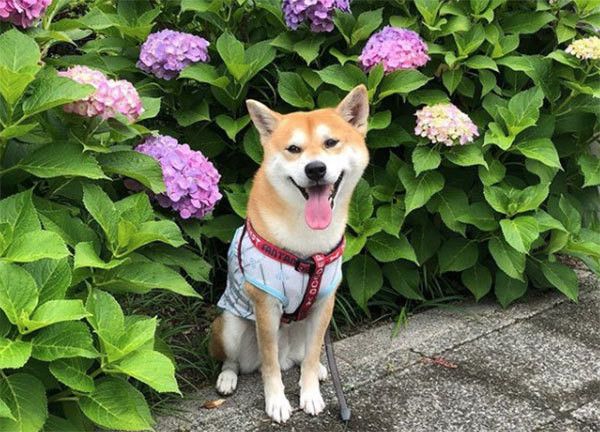 見つめる柴犬