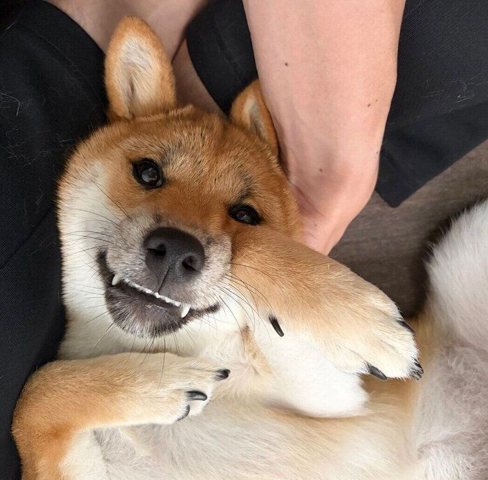 朝起きたらナデナデタイムのみりんちゃん