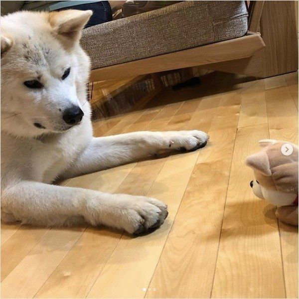 秋田犬