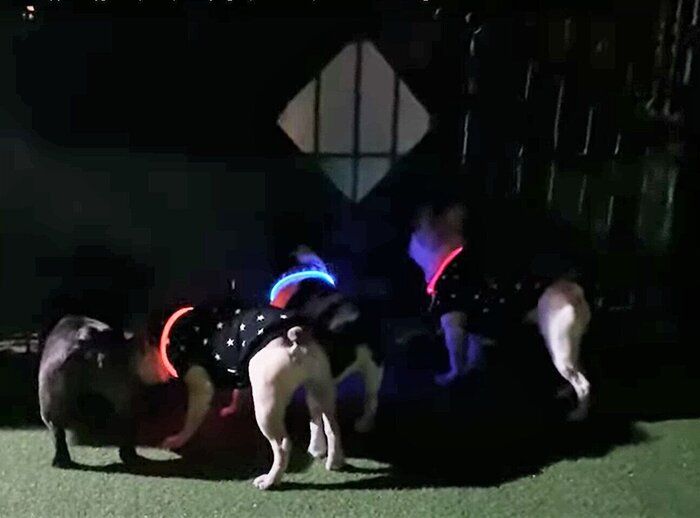 光る首輪をつけたフレンチ・ブルドッグたち