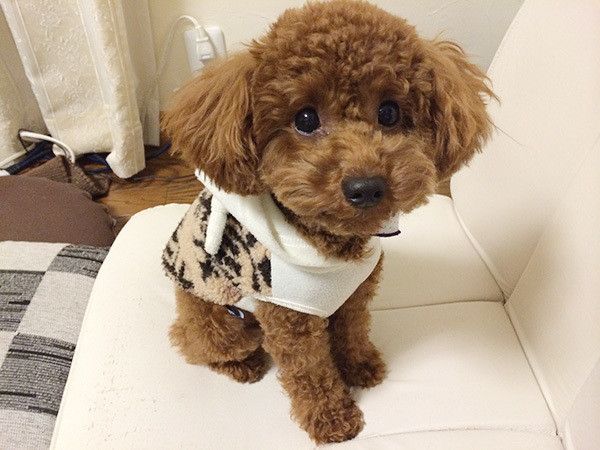 服を着るトイ・プードル