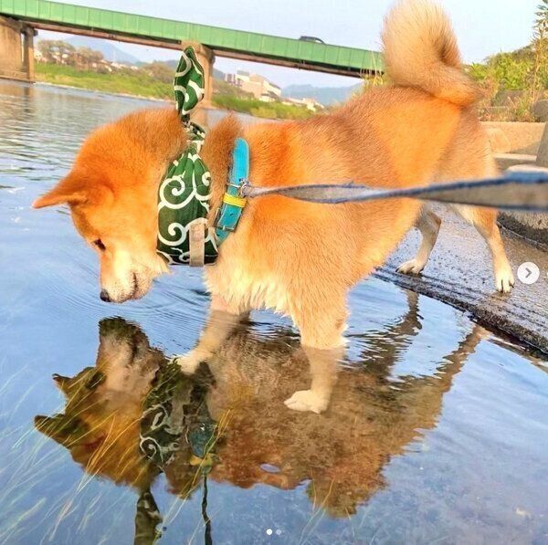 水面に映る自分の姿を見る福くん