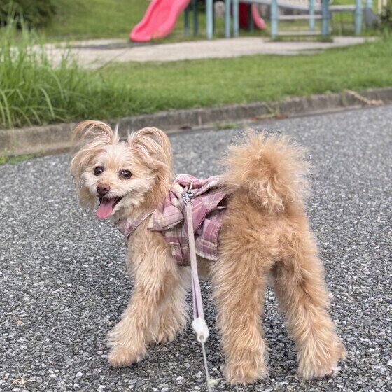 MIXのあんずちゃん