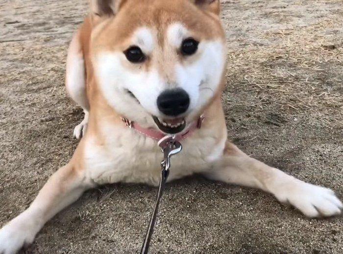 追いかけっこする柴犬