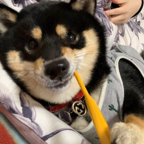 飼い主が使い古した歯ブラシはNG!犬用歯ブラシ選び方のポイント いぬのきもち