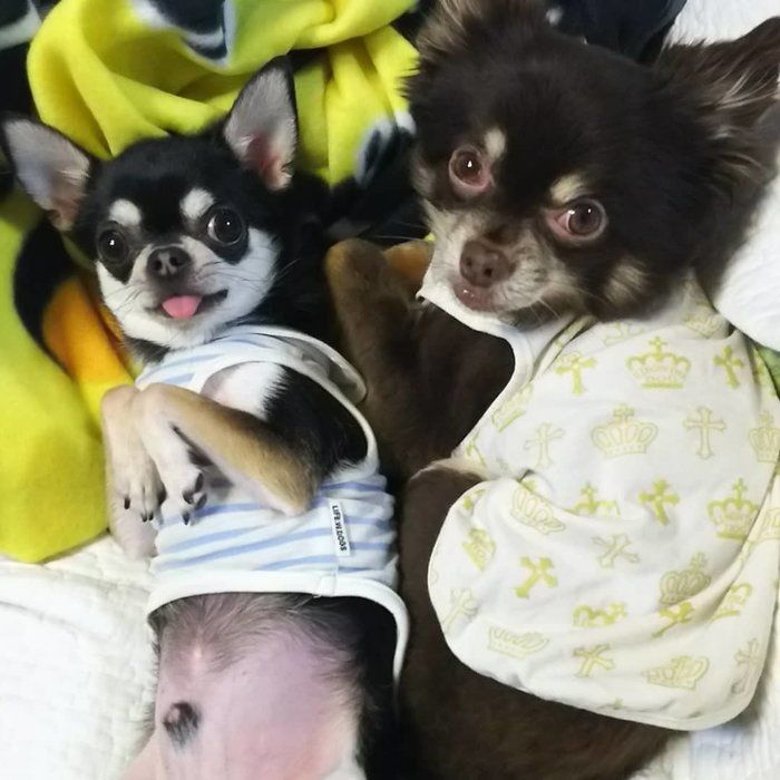 2匹のチワワ