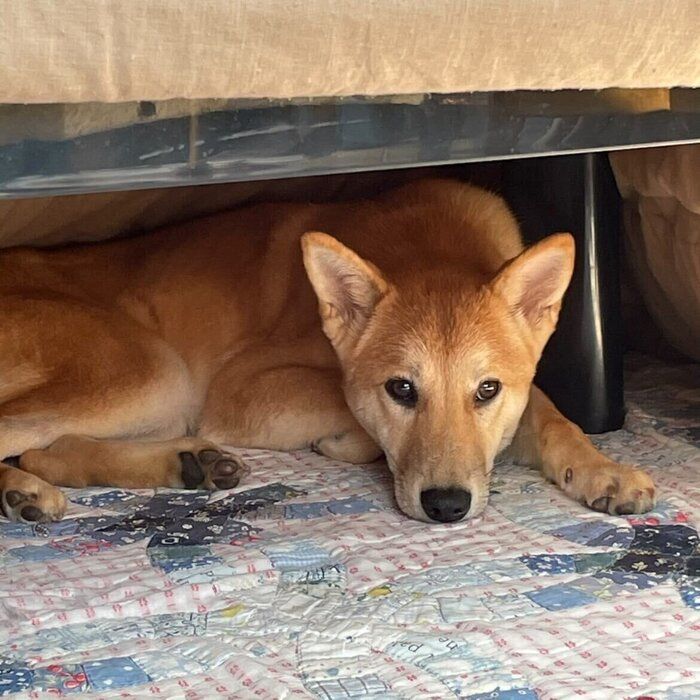 お迎え直後の犬生後約6カ月