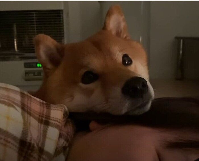 ママの上の犬