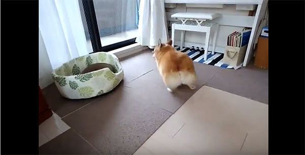 遊ぶコーギー