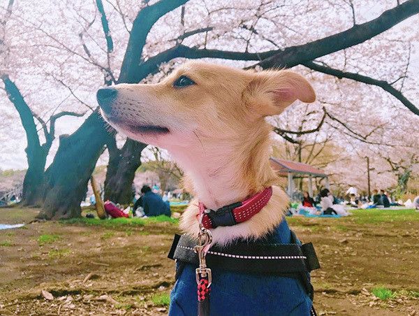 こたろうくん