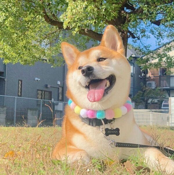 笑顔のめんまくん