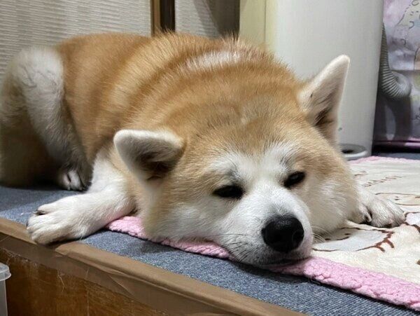 パパさんの病院の日も待つももちゃん