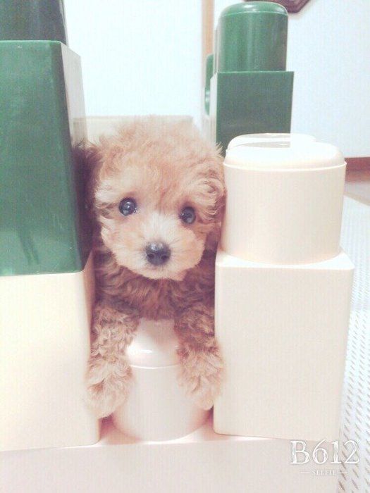トイ・プードルのここちゃん