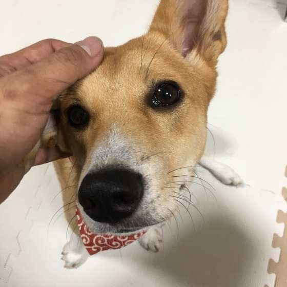 頭を撫でてもらっている犬