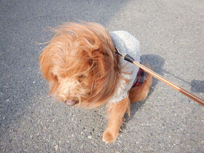 連載「こぐま犬てんすけ」