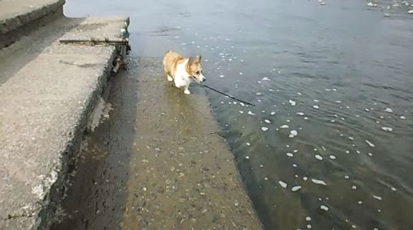 海で遊ぶ犬