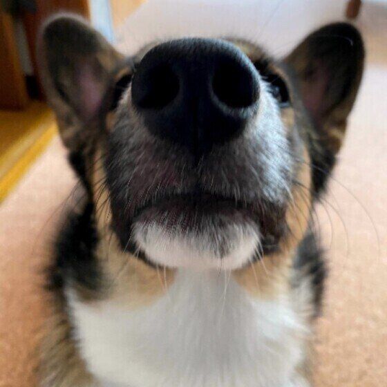 鼻を向ける犬