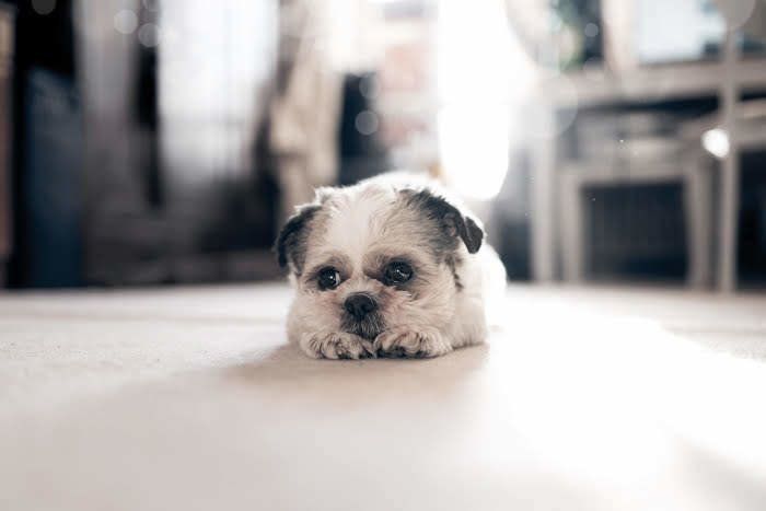 小さい犬