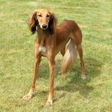 イタリアン グレーハウンドの特徴 性格 最新価格と飼い方 いぬのきもち 犬図鑑 いぬのきもちweb Magazine イタリアン グレーハウンドの特徴 性格 最新価格と飼い方 いぬのきもち 犬図鑑 いぬのきもちweb Magazine