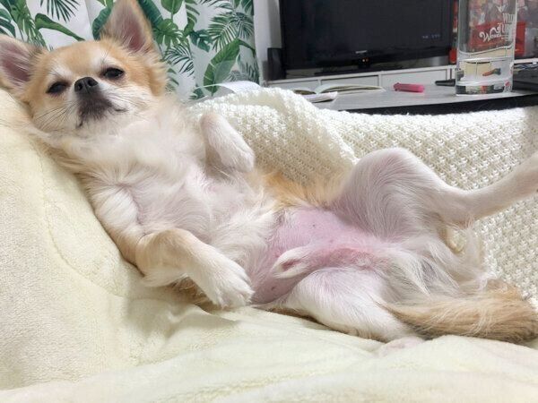 偉そうな態度でくつろぐちくわくん