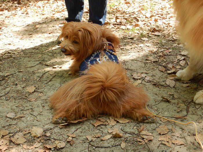連載「こぐま犬てんすけ」