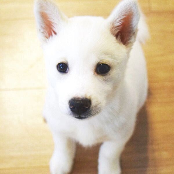 子犬時代のルルちゃん