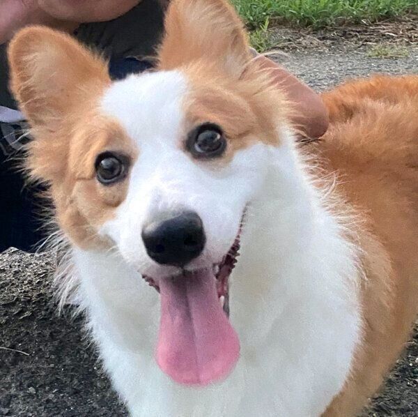 笑顔のパンさん