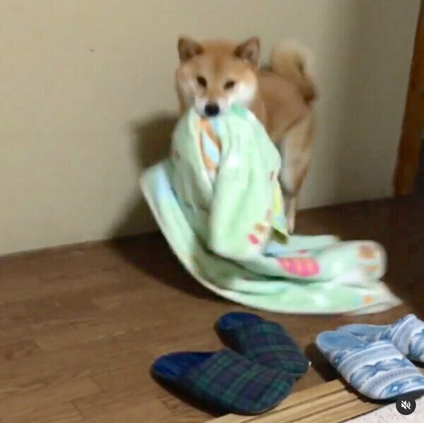 大きな布団を持ってきた福くん