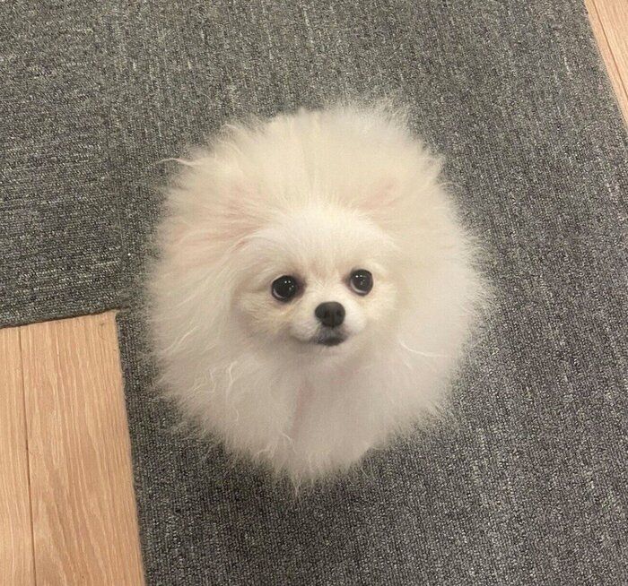 換毛期中のちょむちゃん