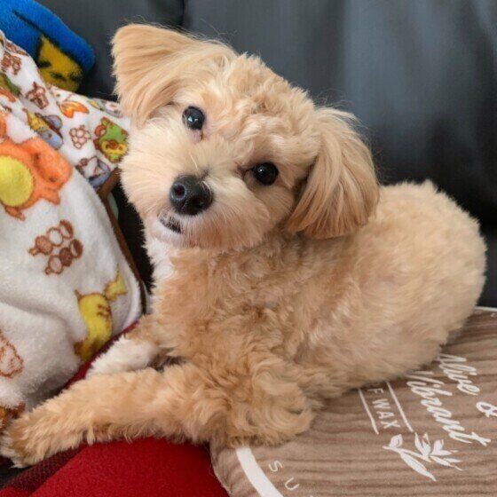 おすましミックス犬