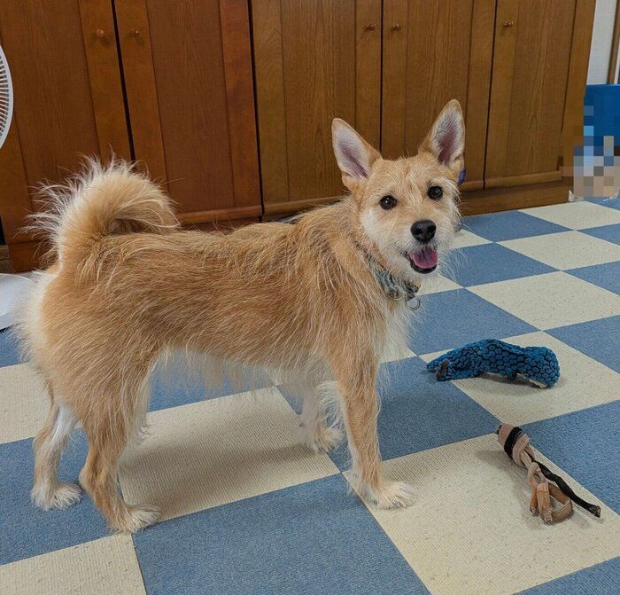 おもちゃをカミカミして遊んでいる途中、ちょっかいをかけられるのを待っている犬ちゃん