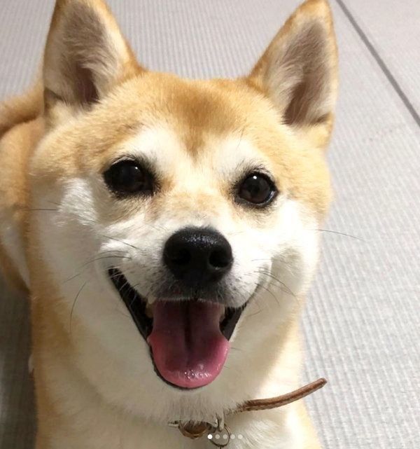 笑顔の柴犬