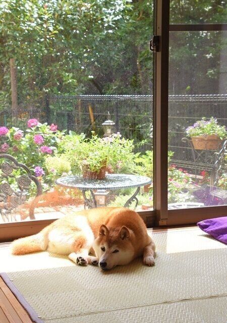 日光浴をするかぼすちゃん