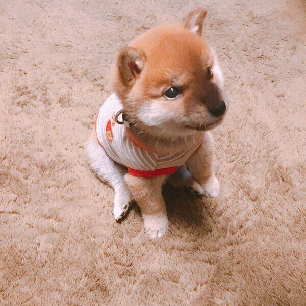お座りするりんご郎くん