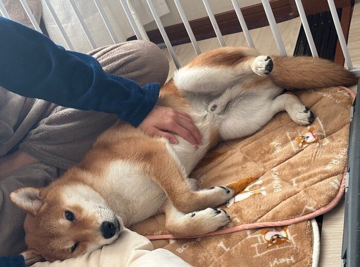 生後6カ月頃の柴犬