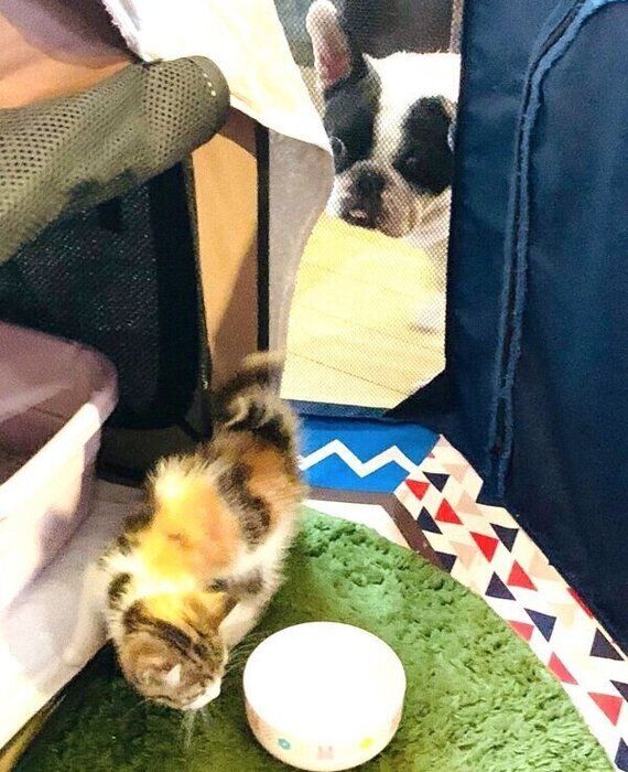 チャコちゃんを見つめるジョビンちゃん