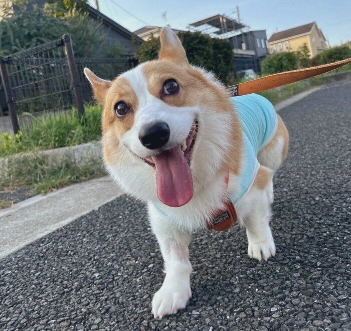 散歩をするルコスくん