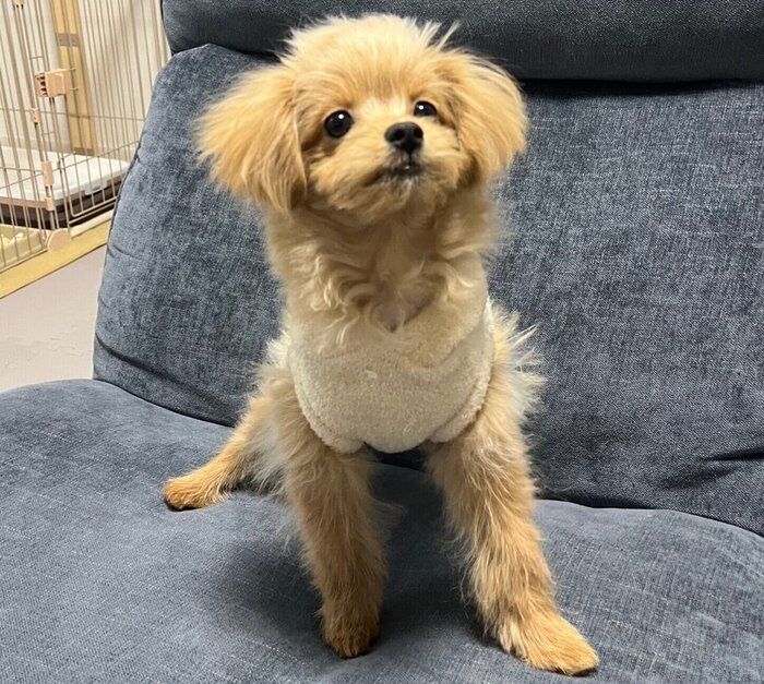 子犬時代のおこめちゃん