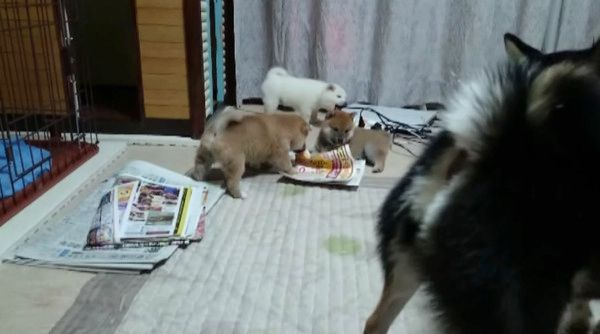 子育てをする柴犬
