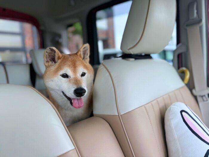柴犬マロたんに関する記事一覧｜いぬのきもちWEB MAGAZINE