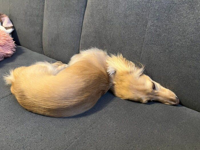 別アングルから見たちゃちゃちゃんの寝姿