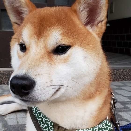 柴のふくまろちゃん