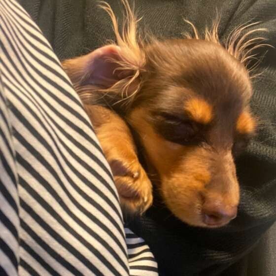 眠るカニーンヘン・ダックスフンド