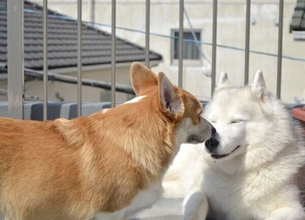 キャリーちゃんにキスをするムギちゃん