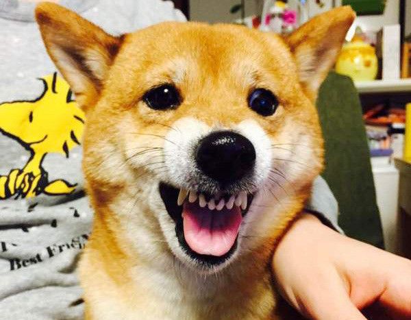 不機嫌な柴犬
