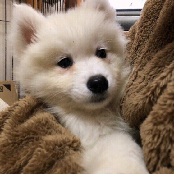 くつろぐサモエド